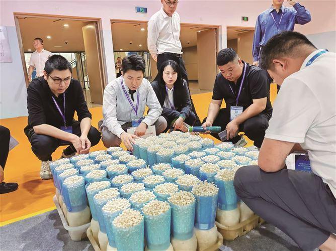 张一平（左二）不仅打响军营村的高山茶品牌，还在村里引进菌菇种植项目。（受访者供图）