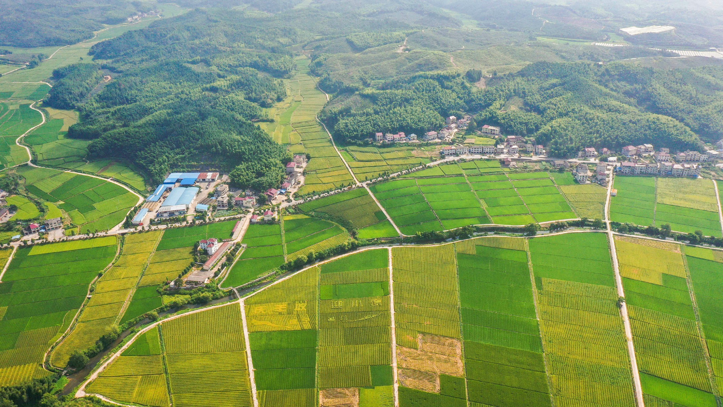建宁县溪口镇枫元村杂交水稻制种基地 .