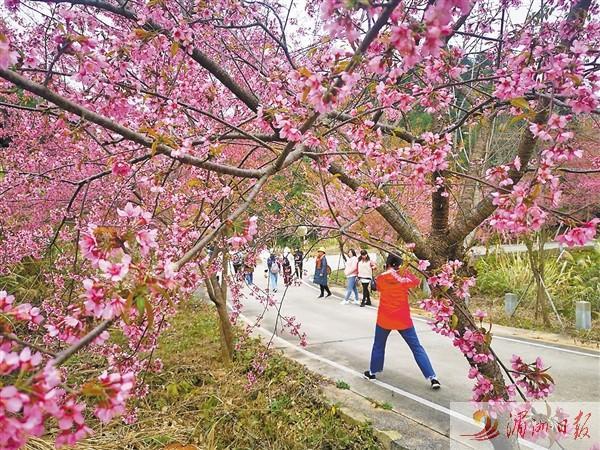 图为钟山镇的樱花盛开，吸引游客打卡拍照。来源：湄洲日报