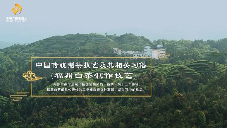 福茶·茶韵| 福鼎白茶：绿雪灵芽古法天成